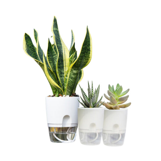 Set 3 Maceteros autorregante Lite - Elsie Jardinería